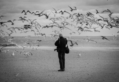 Harvey with Seagulls, CI, Sonya Goydenko, worked